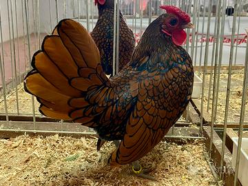 Polli razza Sebright