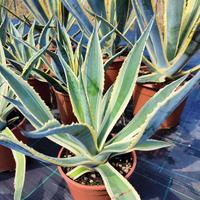 AGAVE americana