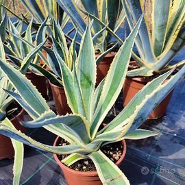 AGAVE americana