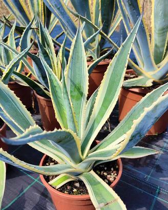 AGAVE americana