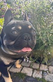 Bulldog francese per monta