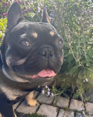 Bulldog francese per monta