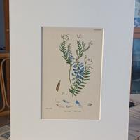 Illustrazione botanica floreale