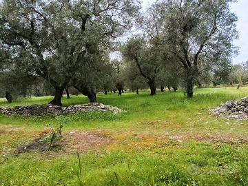 Terreno Sannicandro di Bari