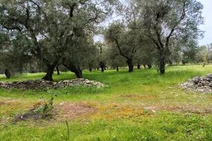 Terreno Sannicandro di Bari