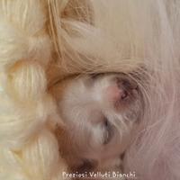 Maltese