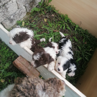 Cuccioli di lagotto
