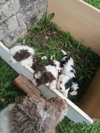 Cuccioli di lagotto