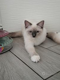 Ragdoll