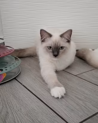 Ragdoll
