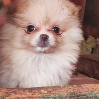 Femmina Spitz di Pomerania