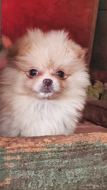 Femmina Spitz di Pomerania