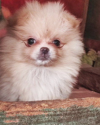 Femmina Spitz di Pomerania