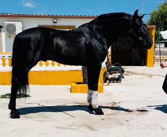 Cavallo Andaluso