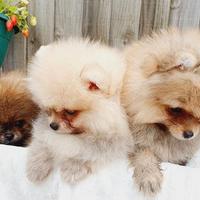 Cuccioli spitz pomerania maschietti e femminucce