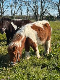 Pony femmina