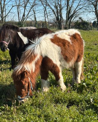 Pony femmina