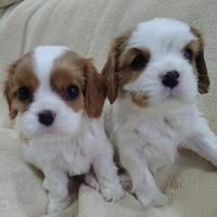 Cavalier King con pedigree ENCI