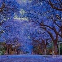 Semi di Albero di Pawlonia Tomentosa/della Regina
