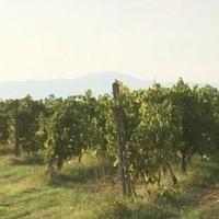 Uva Trebbiano Bianco