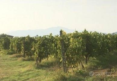 Uva Trebbiano Bianco