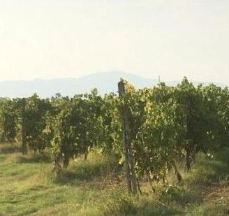 Uva Trebbiano Bianco