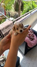 Maltipoo