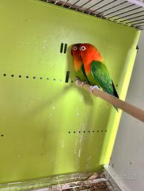 Inseparabili di Fischer coppie riproduttrici