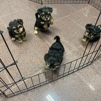 Yorkshire toy cuccioli