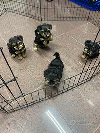 Yorkshire toy cuccioli