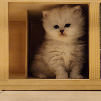 Cuccioli di gatto persiano chinchilla silver