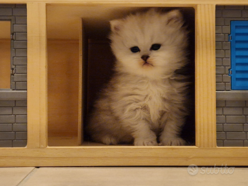 Cuccioli di gatto persiano chinchilla silver