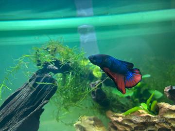Betta splendens