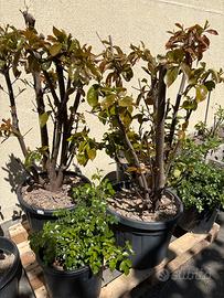 2 piante di photinia alte 90 cm di 3 anni