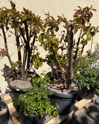 2 piante di photinia alte 90 cm di 3 anni