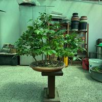 Bonsai boschetto di faggi