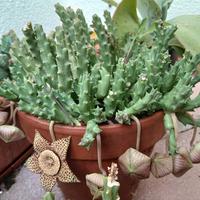 Pianta Stapelia orbea variegata 