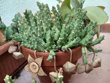 Pianta Stapelia orbea variegata 