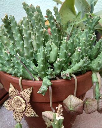 Pianta Stapelia orbea variegata 