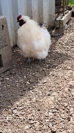 Gallo di razza moroseta
