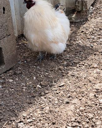 Gallo di razza moroseta