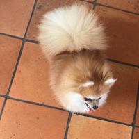 Gli spitz nani di Francesca Romana