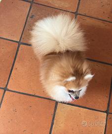 Gli spitz nani di Francesca Romana