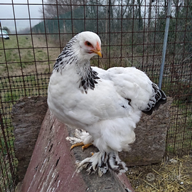 Coppia brahma Bianco Columbia Nero