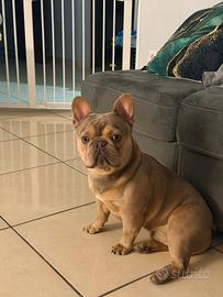 Monta Bulldog Francese