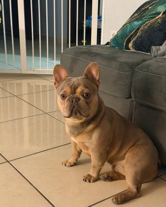 Monta Bulldog Francese