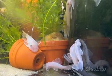 Loricaride Ancistrus Snow White 3,5 cm