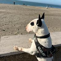 Bull terrier pedigree disponibile per monta