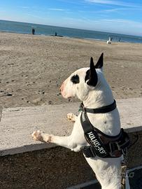 Bull terrier pedigree disponibile per monta