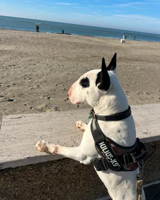 Bull terrier pedigree disponibile per monta